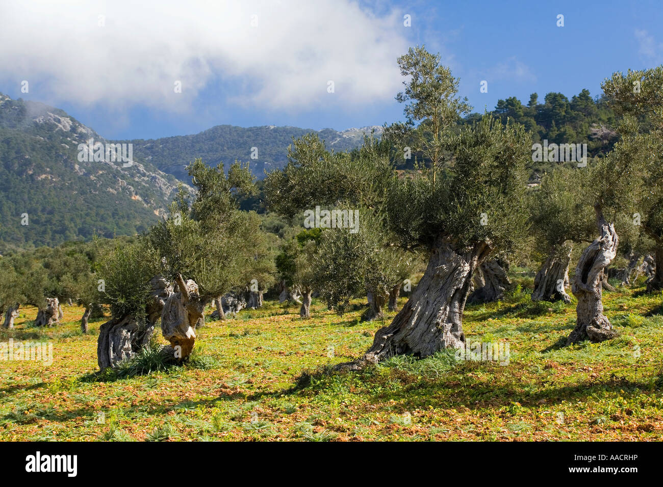 An olive grove near Valdemossa, Majorca, Balearics, Spain Stock Photo