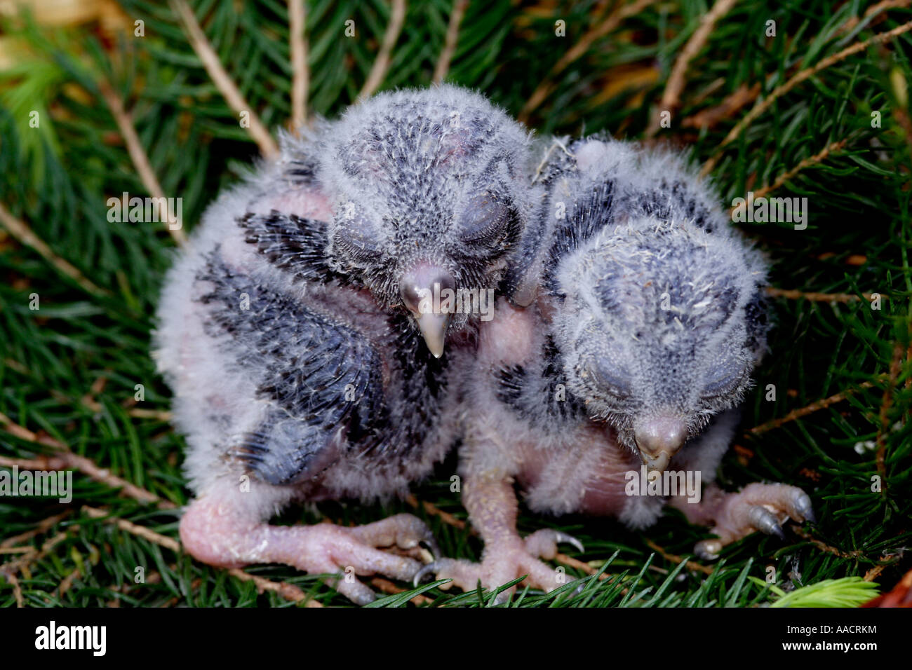 Two two-week-old Tengmalm's owl pups aegolius funereus Stock Photo