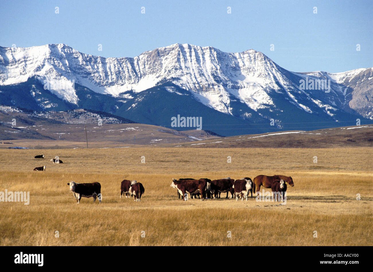 Cattle grazing in foothills of Rocky Mountains Alberta Canada Stock ...