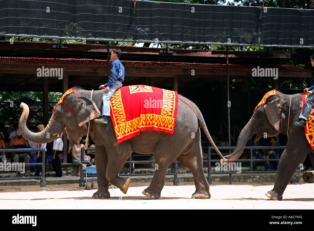 Elephant show Nong Nooch Pattaya Thailand Stock Photo