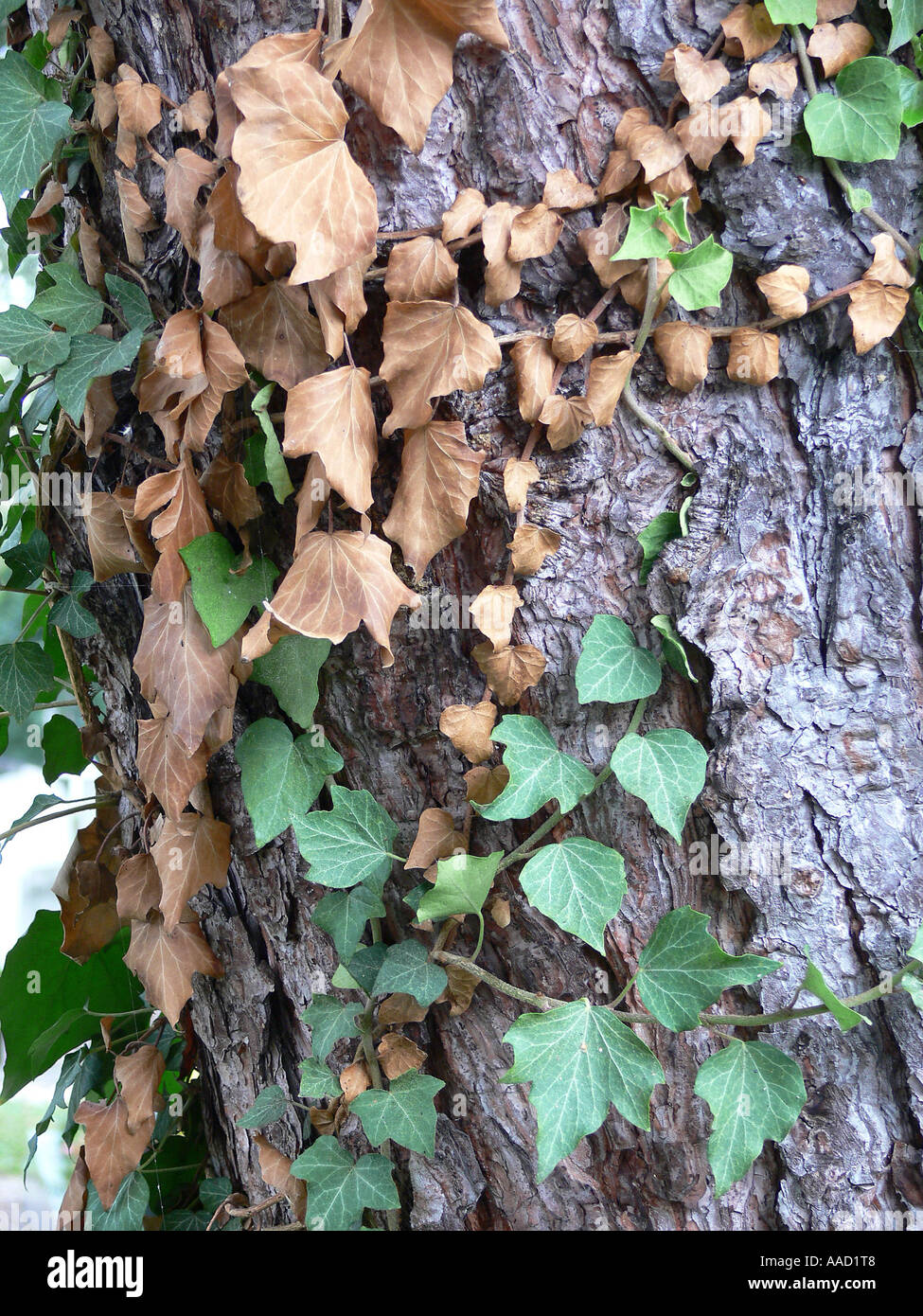 tree with ivy entwined Stock Photo