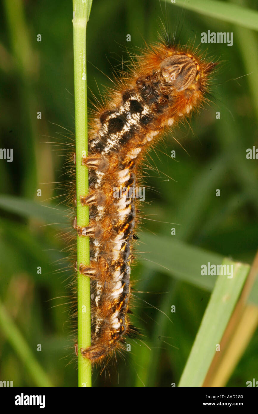 caterpillar on a blade of grass Stock Photo Alamy