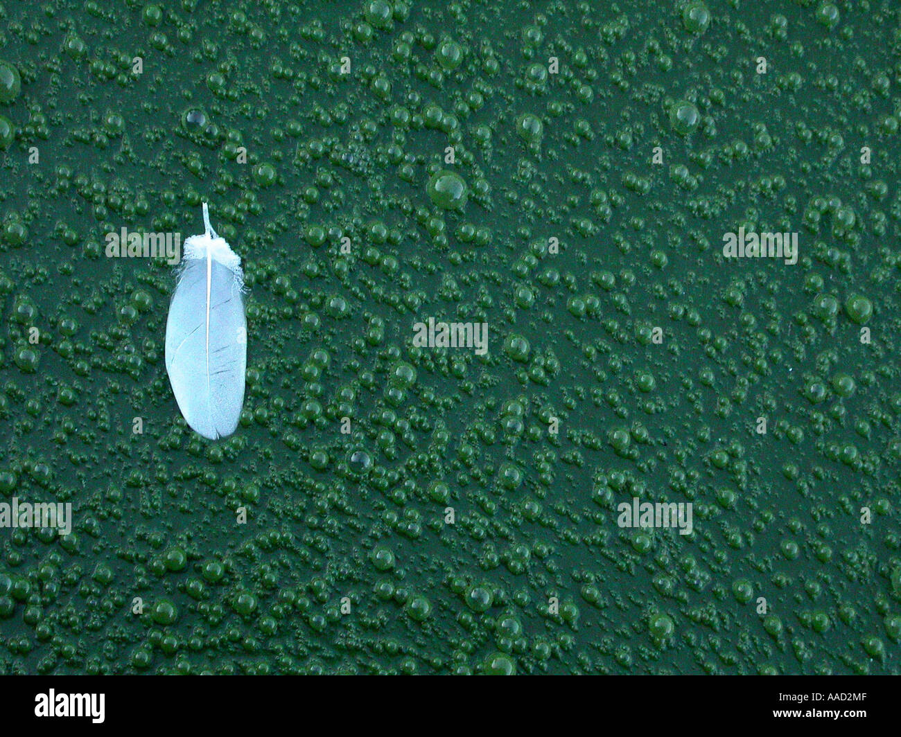 feather in green sewage water / waste water Stock Photo