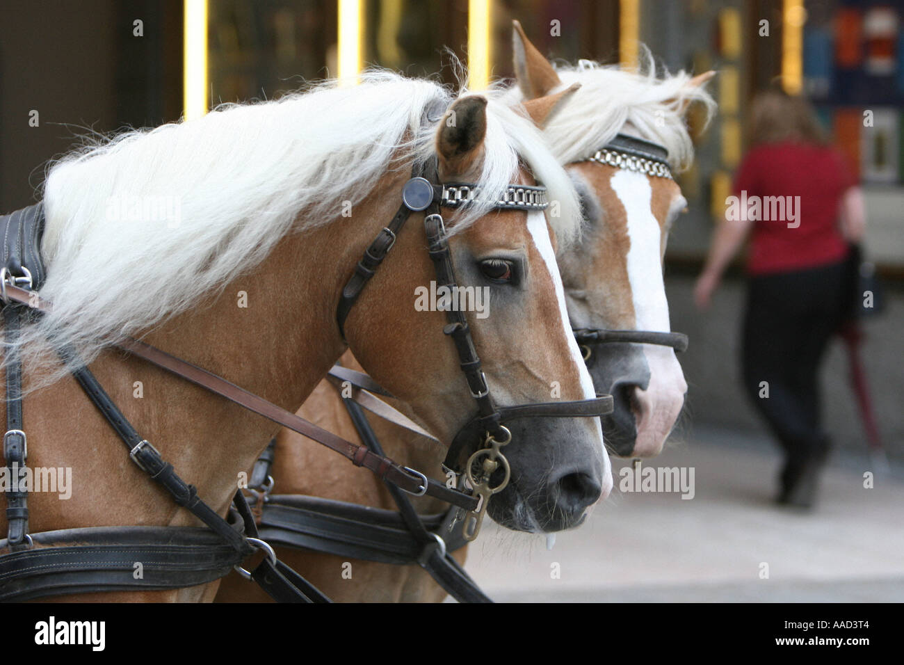 Horses yoked hires stock photography and images Alamy