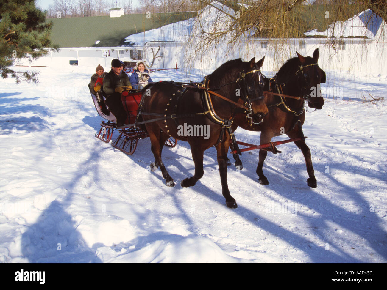 Agriculture - A farm family takes a sleigh ride drawn by their Morgan horses on a Winter day / Ohio, USA. Stock Photo