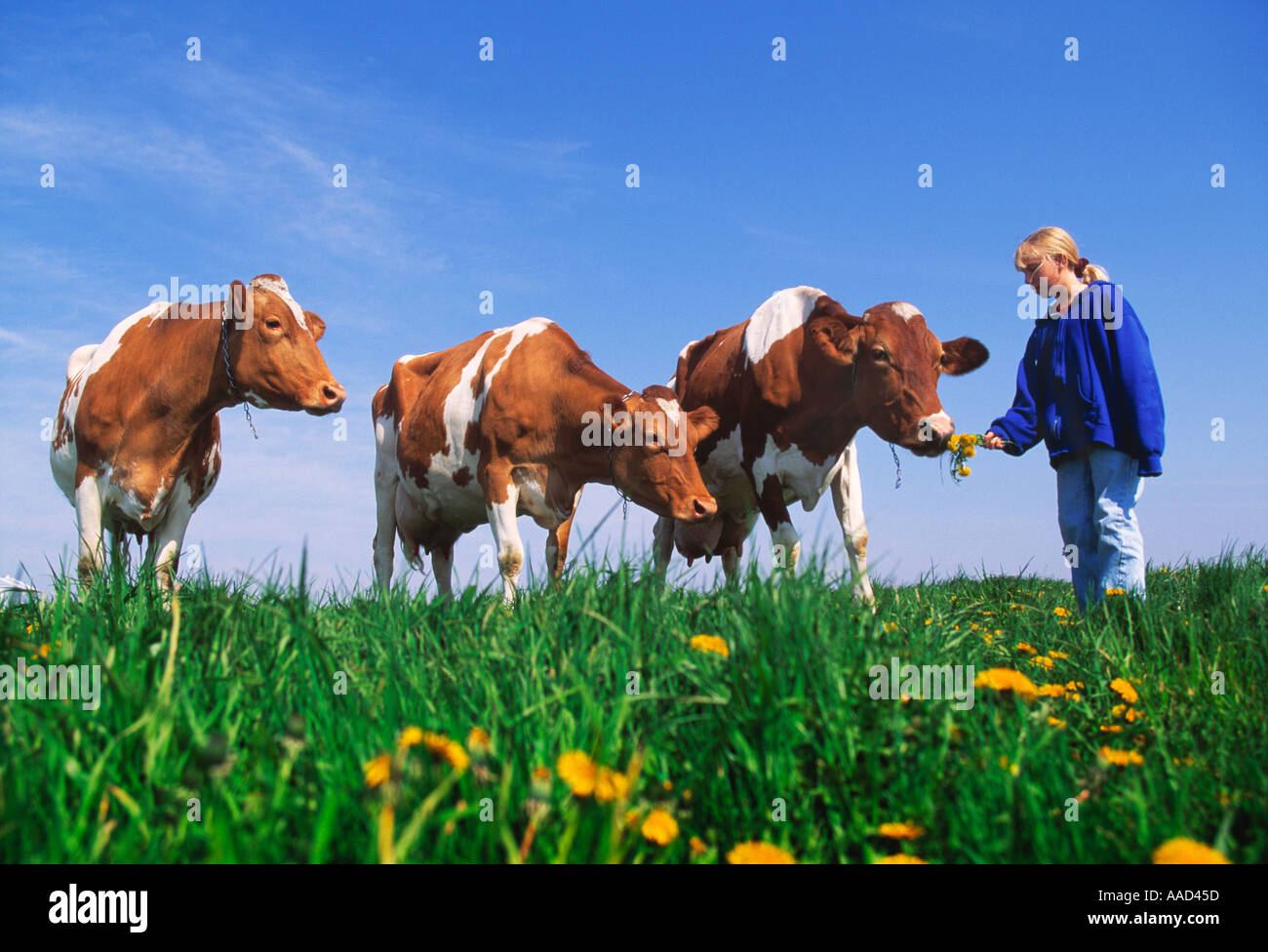 Agriculture - Farm life; young girl in a pasture feeding dandelion ...