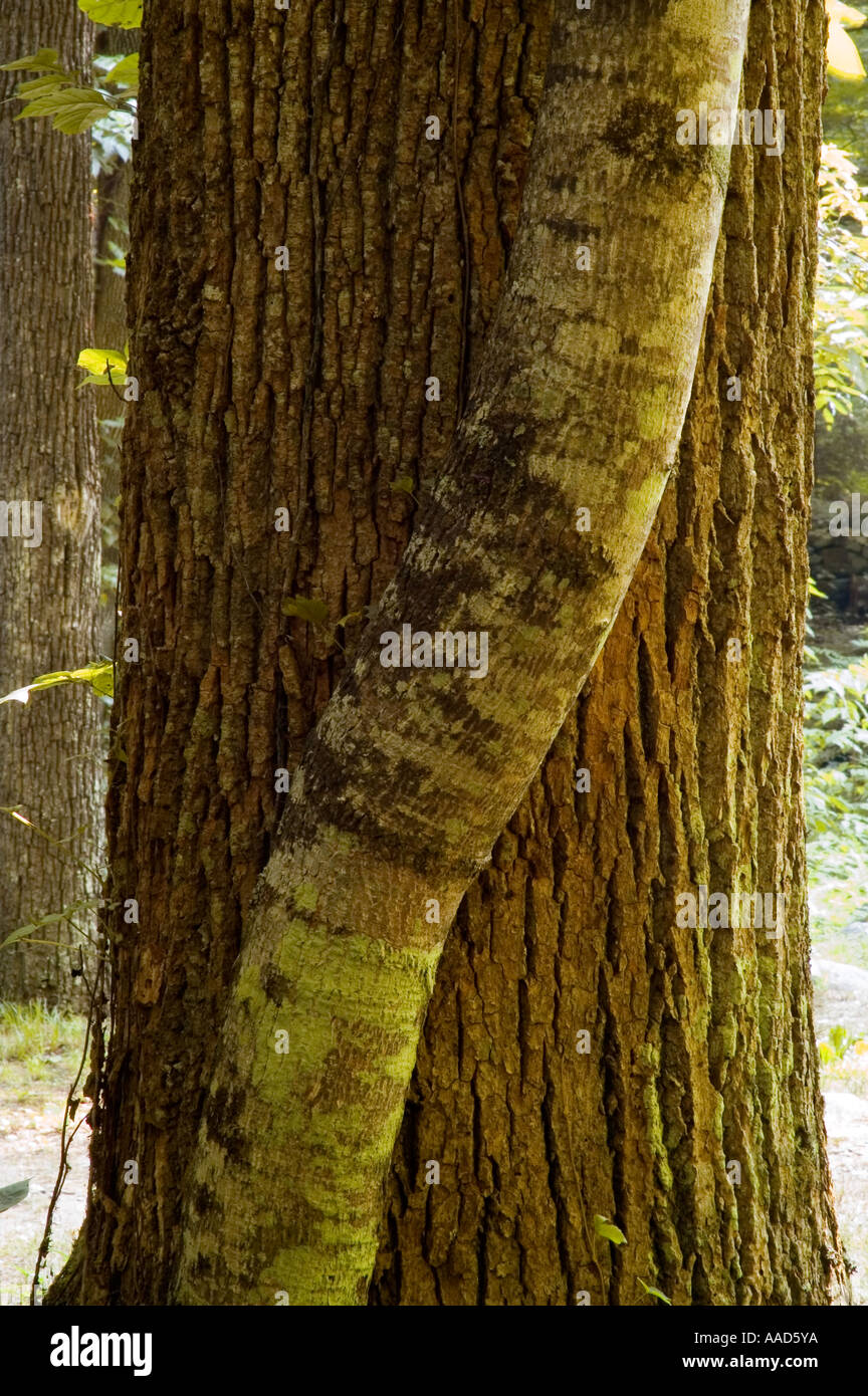 Two Trees Great Smoky Mtns NP TN Stock Photo