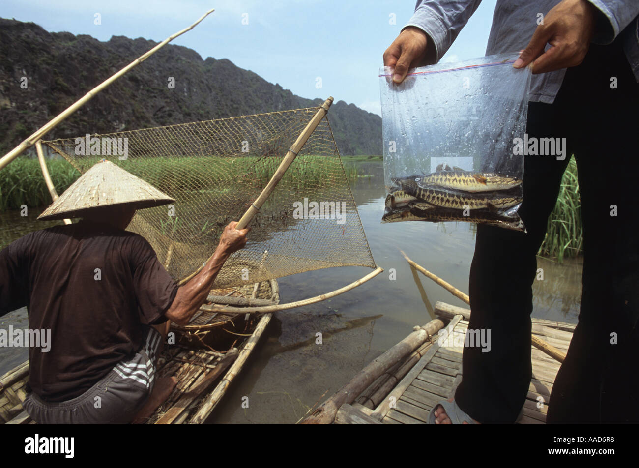 Snakehead fish Channa sp Van Long Nature Reserve Vietnam Stock Photo