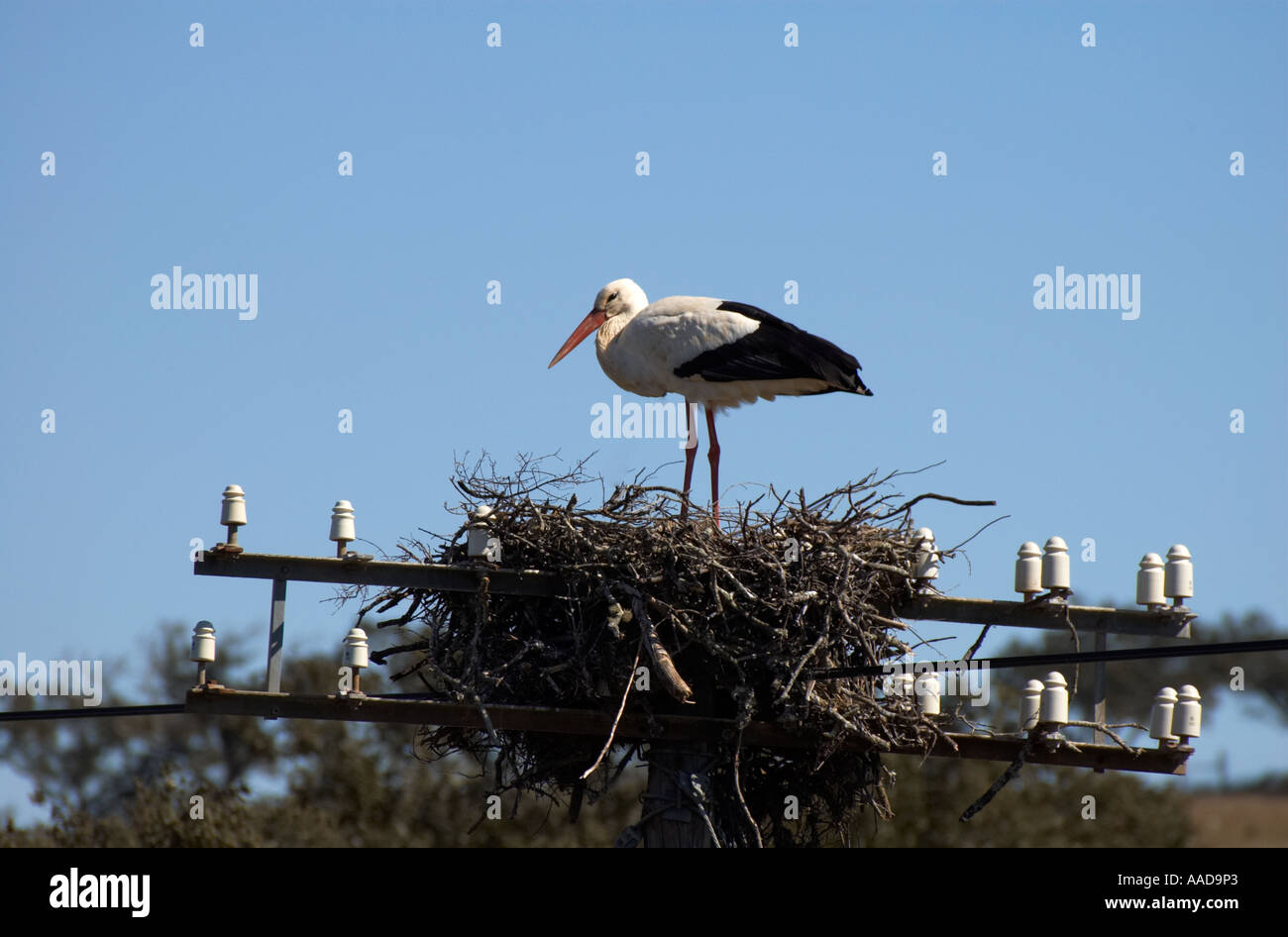 Stork on nest built on telephone wires,  near Ourique, Alentejo, Portugal Stock Photo