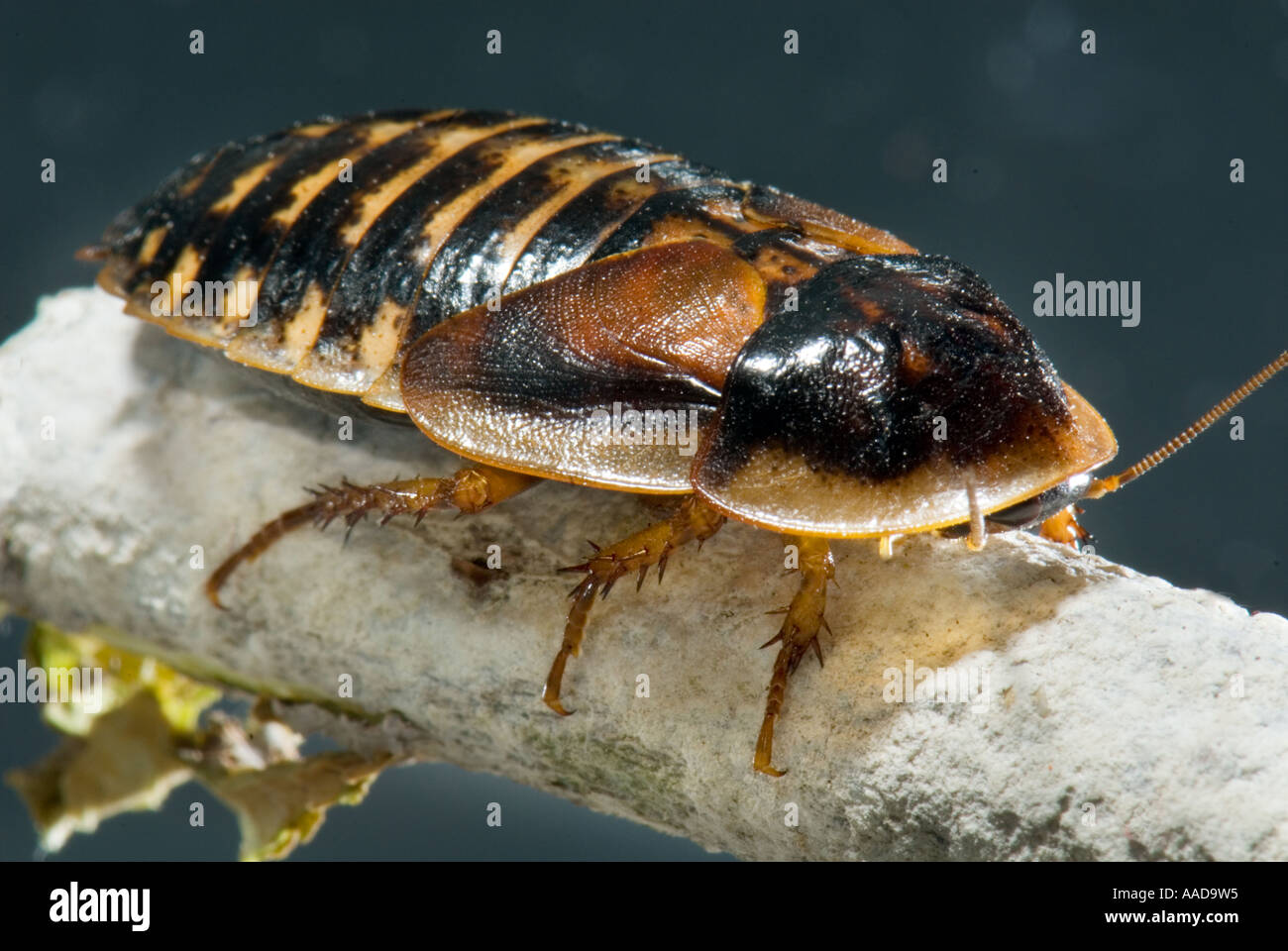 cockroach roach Blaberus atropos Blattodea Argentinische Waldschaben