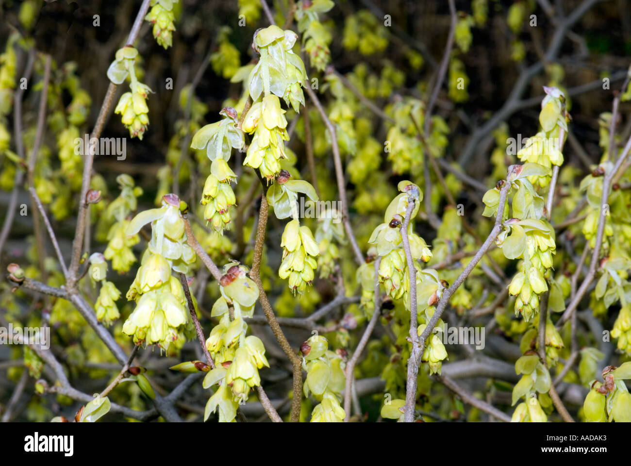 HAMAMELIDACEAE Corylopsis spicata O asia asien scheinhasel winter hazel Stock Photo