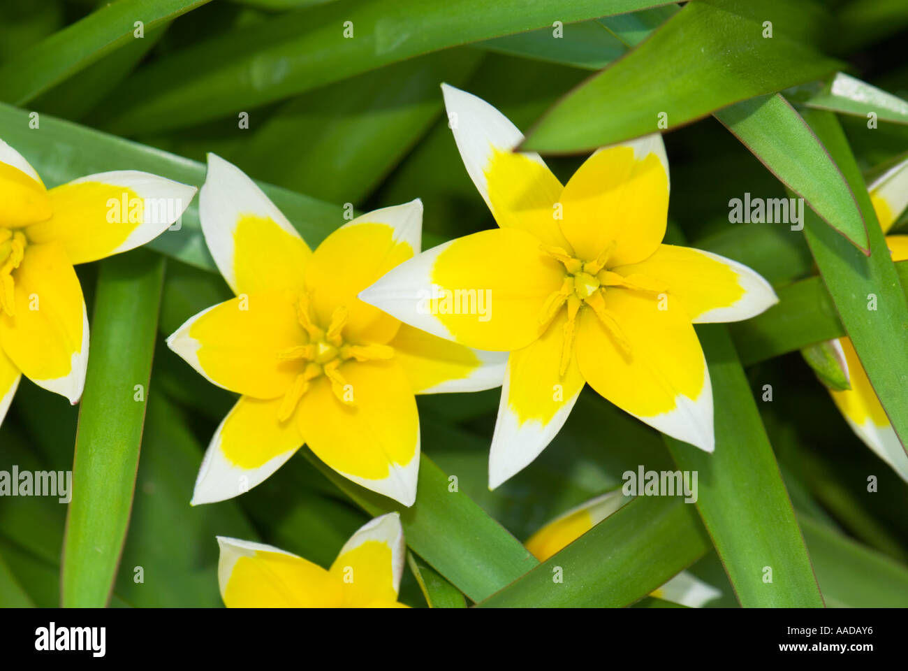 Tulipa Tarda Dasystemon High Resolution Stock Photography and Images ...