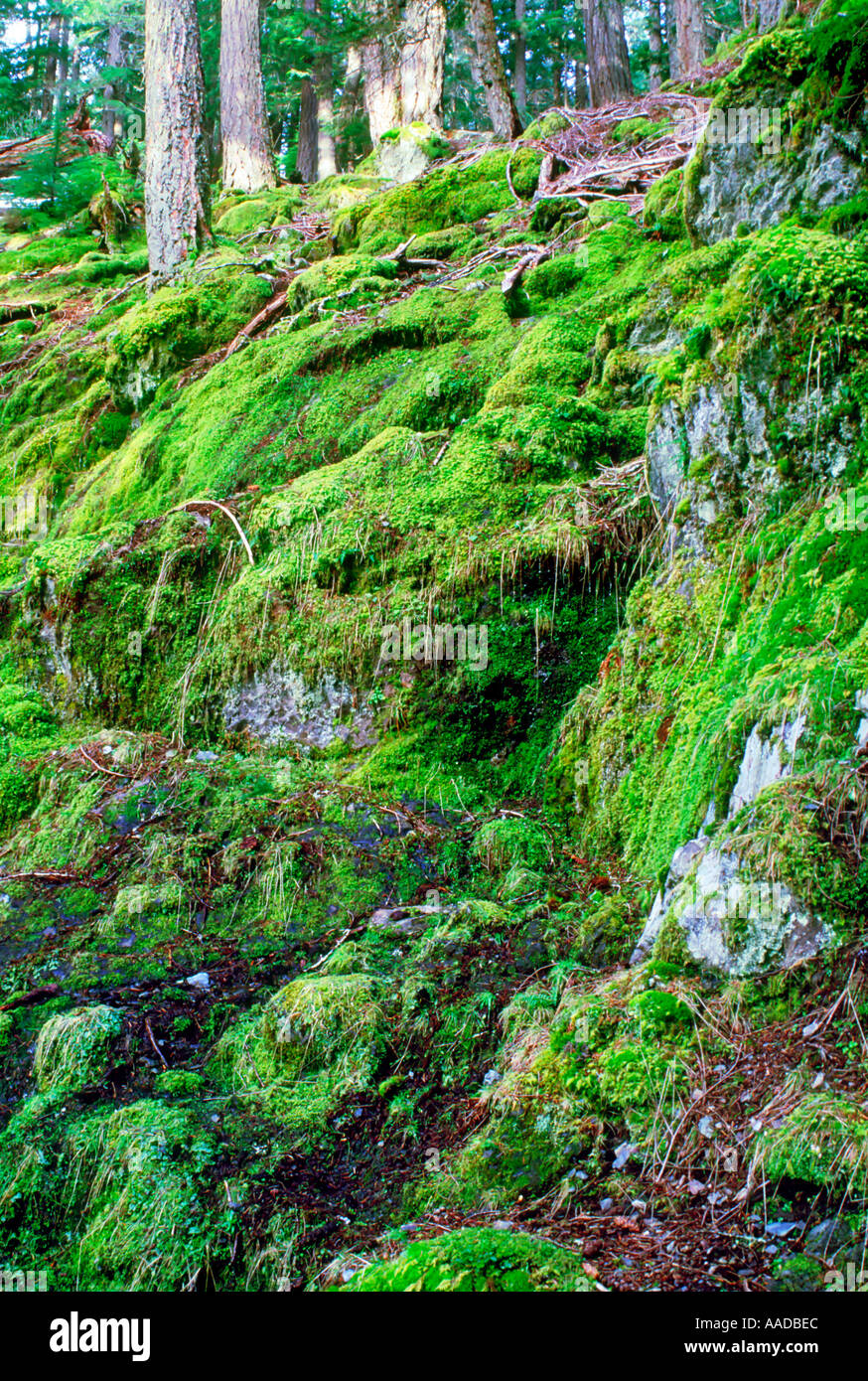 Moss covered rocks Stock Photo Alamy
