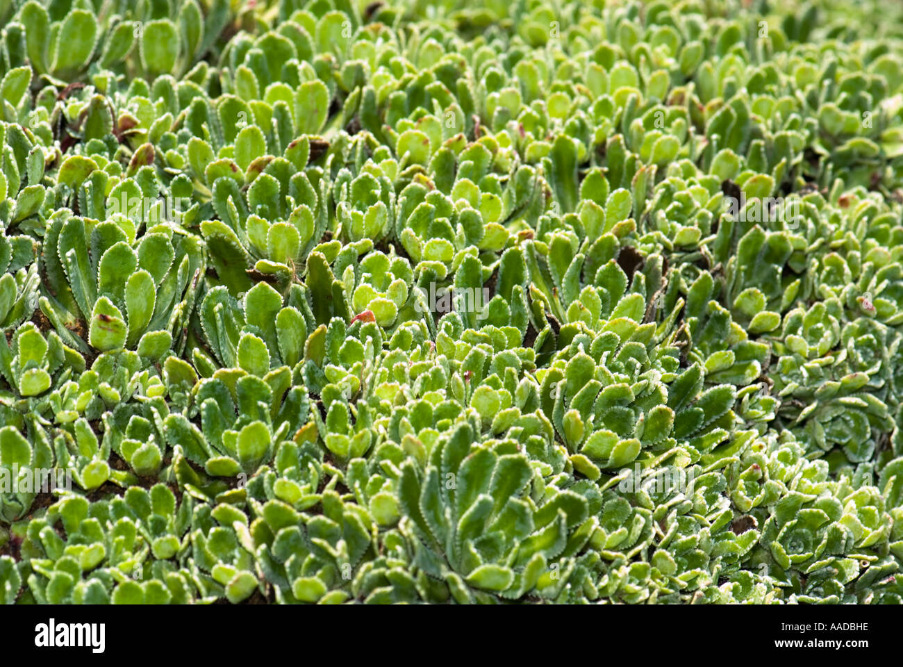 Saxifraga paniculata p. mill SAXIFRAGACEAE trauben steinbrech White Mountain saxifrage Stock Photo