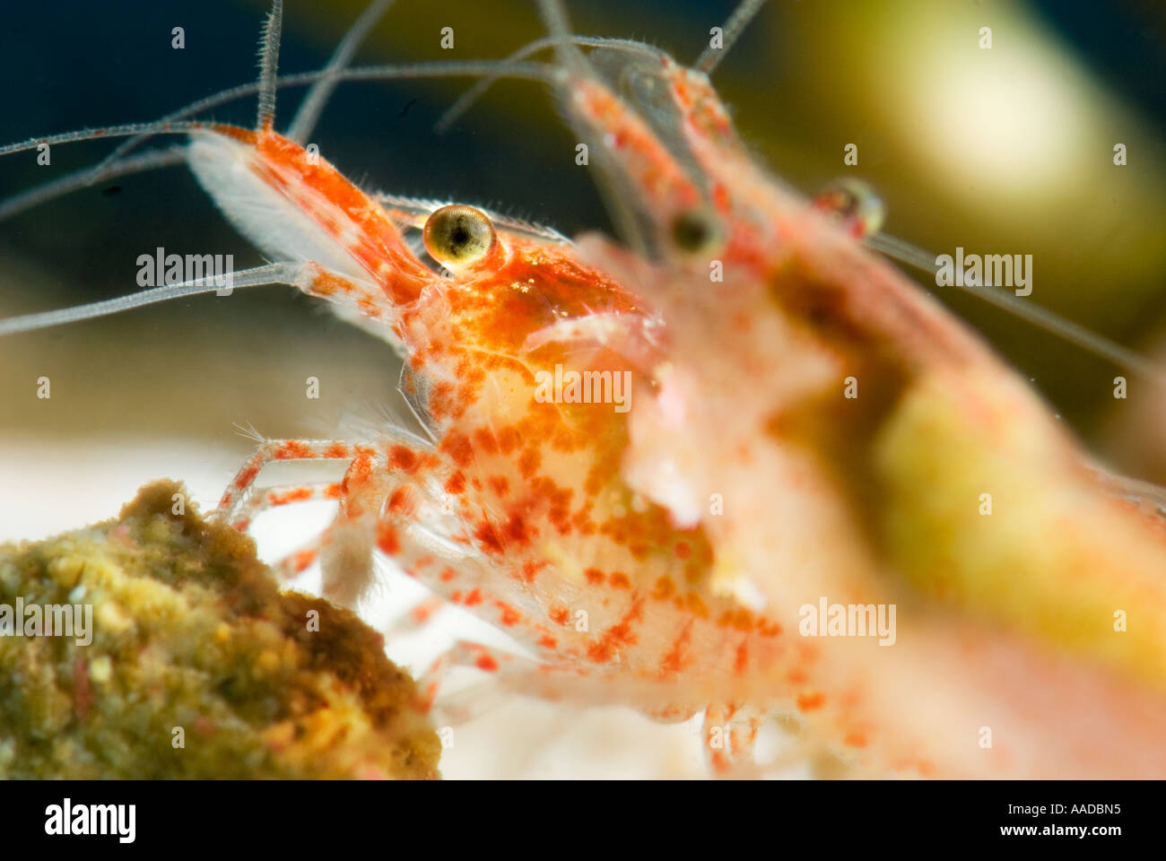 Crystal Red Caridina sp. Crystal Red SHRIMP Neocaridina Fire  shrimp living alive under water Stock Photo