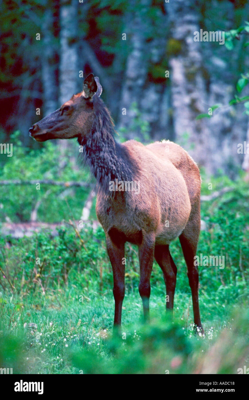Female roosevelt elk hi-res stock photography and images - Alamy