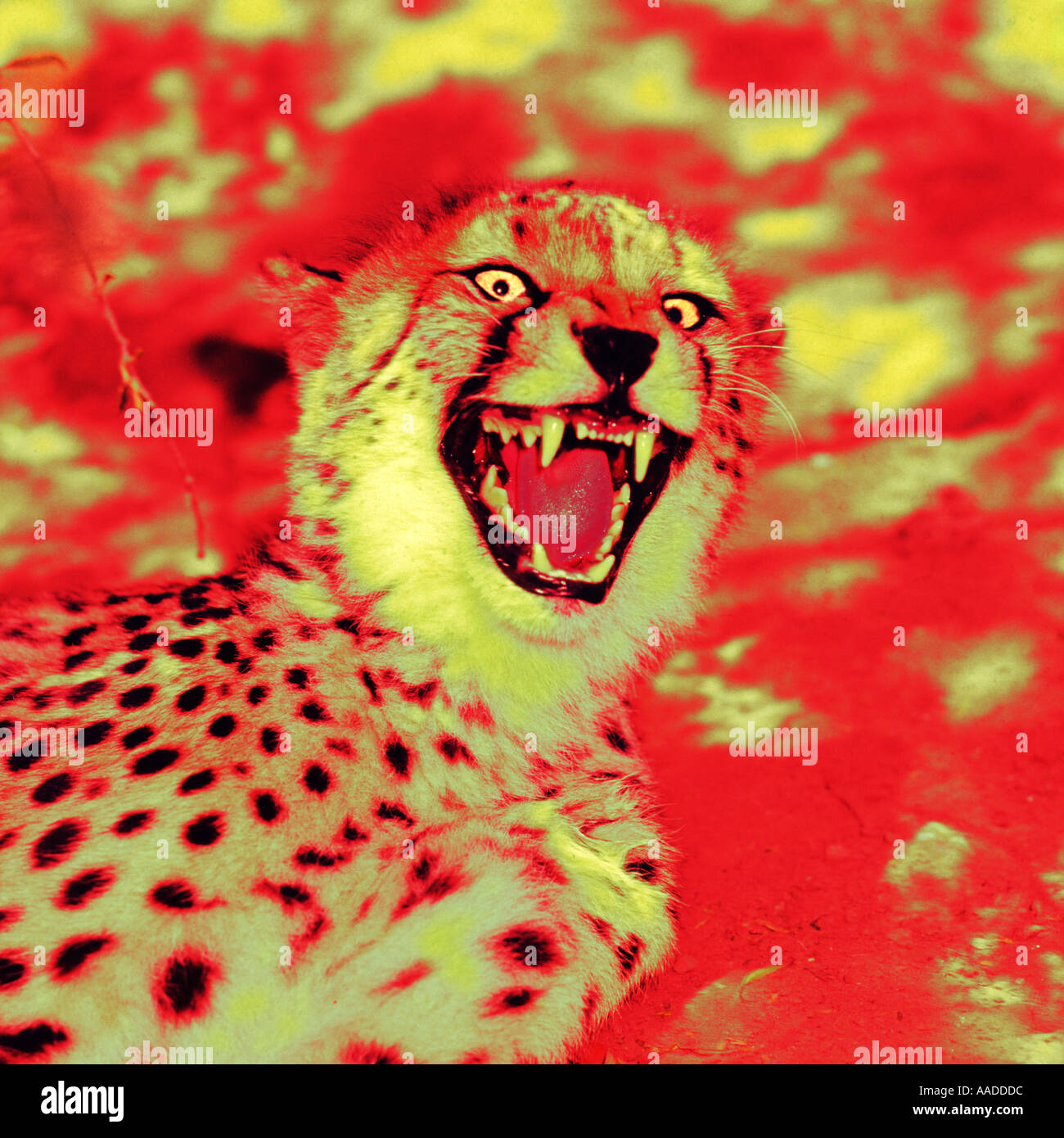 Special effect photograph of close up of Cheetah with mouth open Cheetahland Oudtshoorn Little Karoo Cape Province South Africa Stock Photo