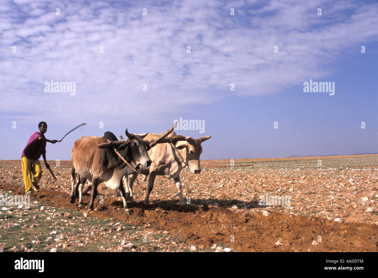 Eritrean famer using cattle as draught animals to till field outside of