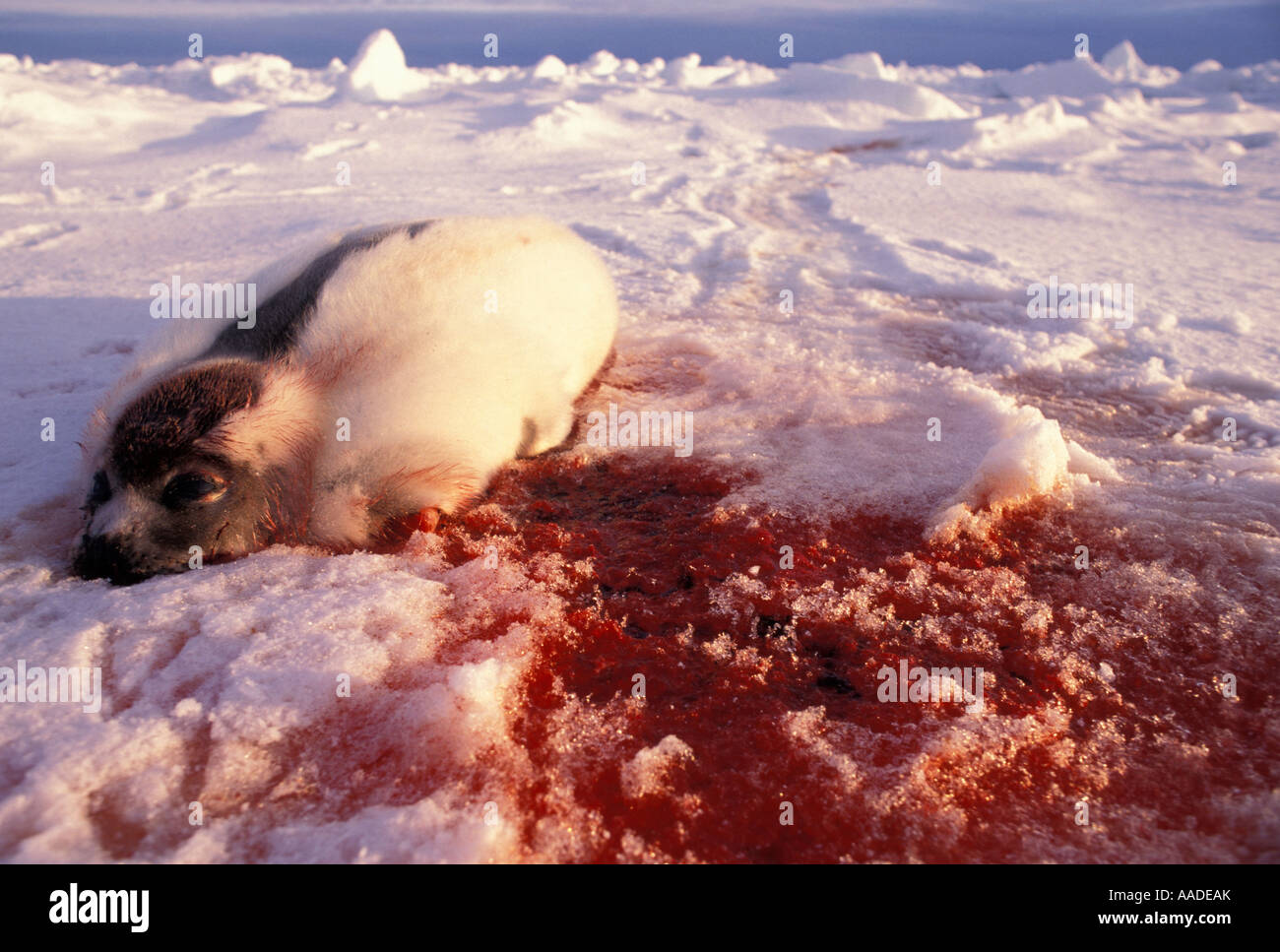 Clubbed and killed harp seal on the pack ice during the Canadian seal hunt in the Gulf of St Lawrence 1999 Stock Photo