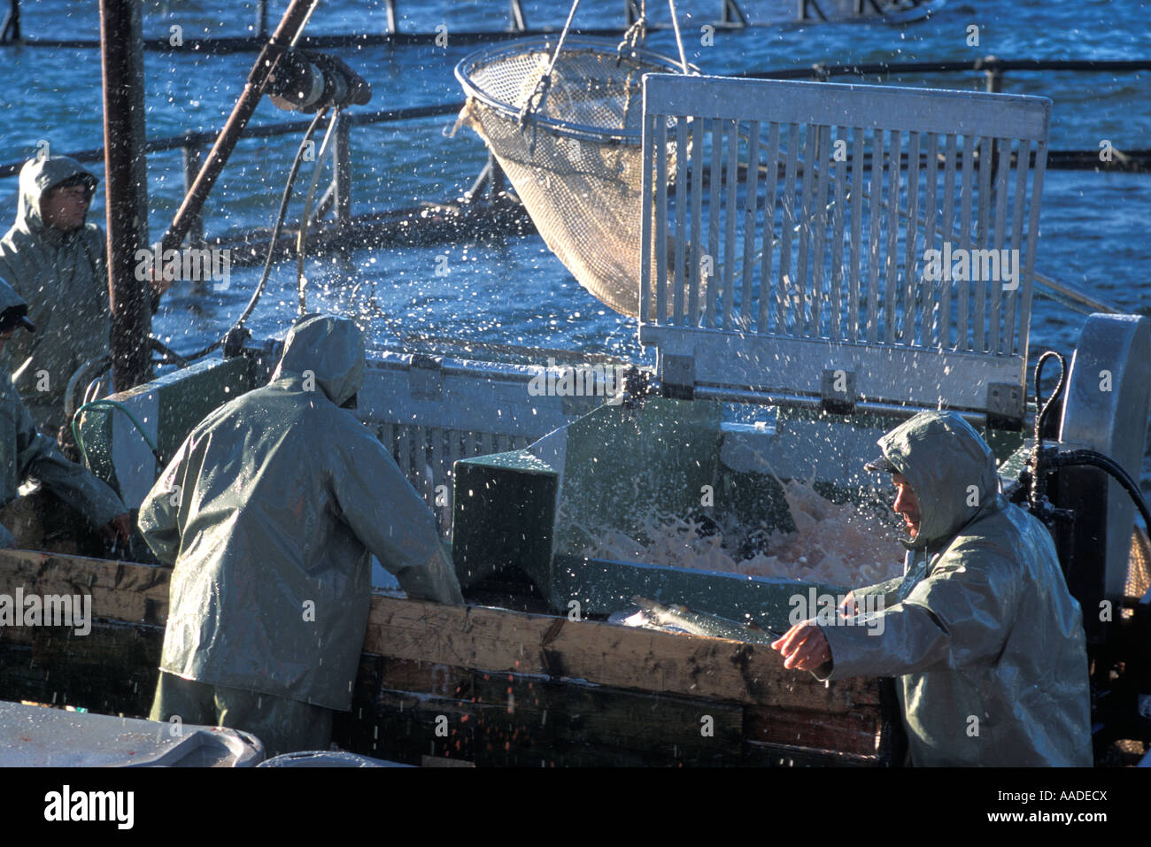 Crew of at an aquaculture pen harvesting Atlantic Salmon on Deer Island in the Bay of Fundy New Brunswick Canada 2004 Stock Photo