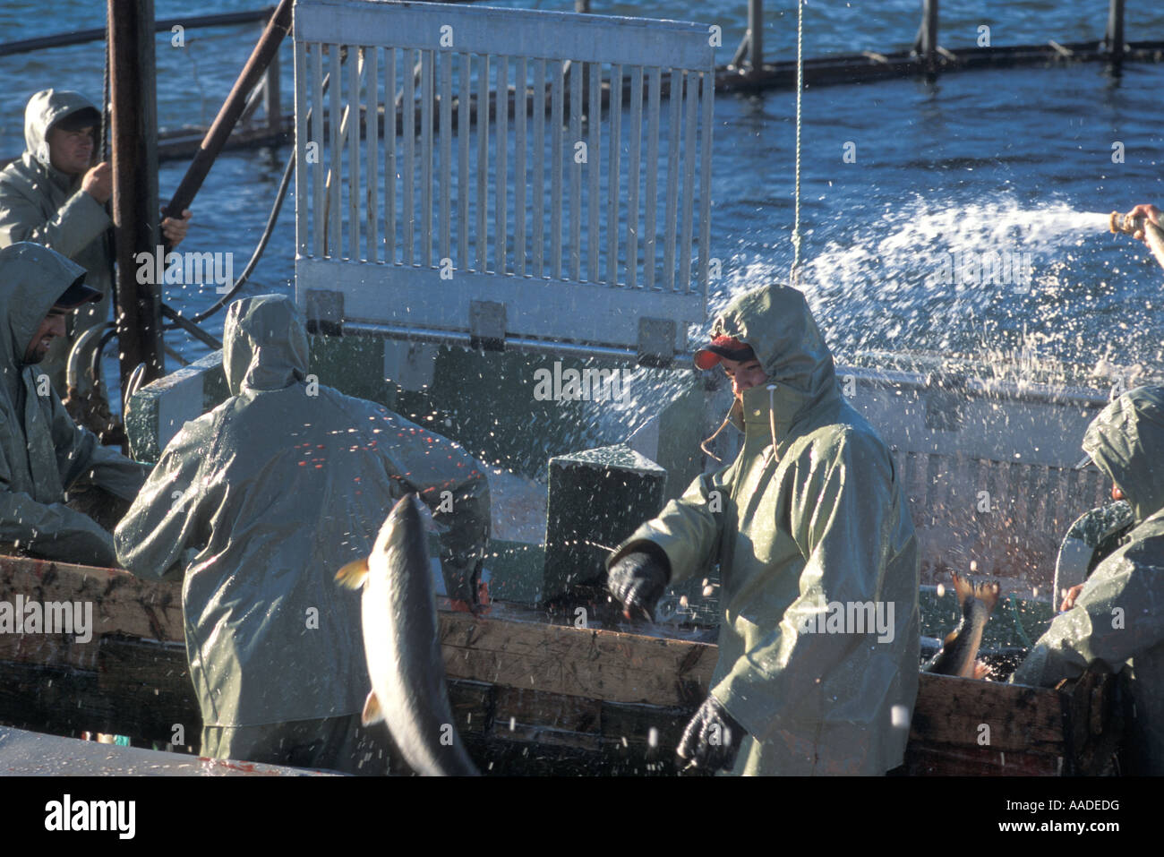 Crew of at an aquaculture pen harvesting Atlantic Salmon on Deer Island in the Bay of Fundy New Brunswick Canada 2004 Stock Photo