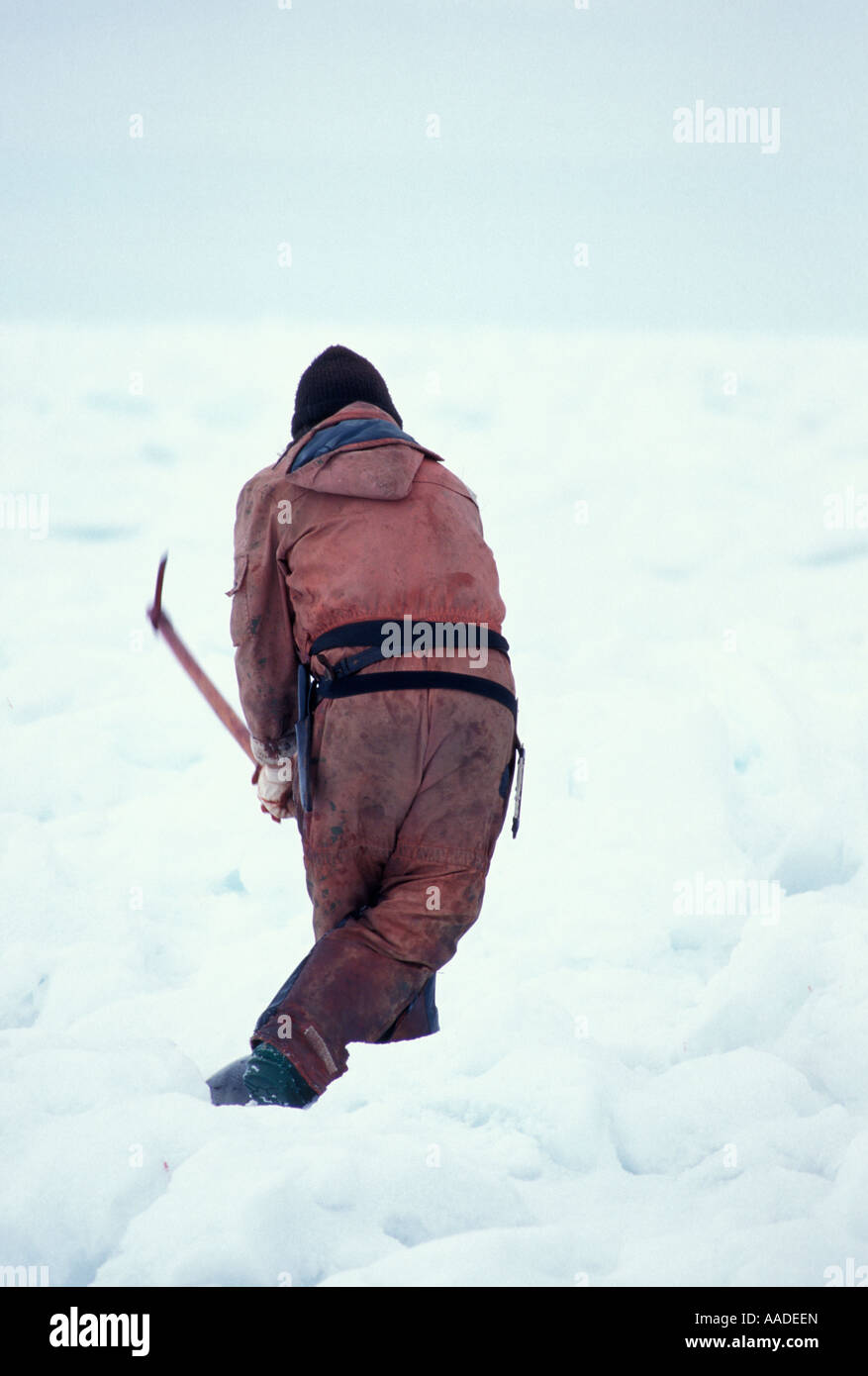 Canadian sealer clubbing a harp seal on the pack ice in the Gulf of St Lawrence and wearing a survival suit Stock Photo