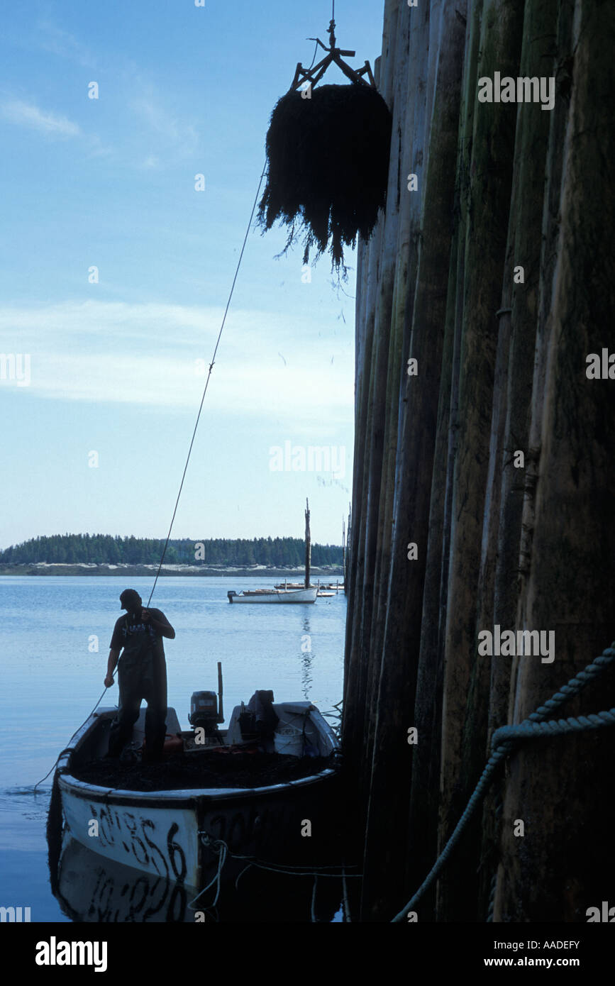 Rock weed harvesting on Deer Island New Brunswick Bay of Fundy 2004