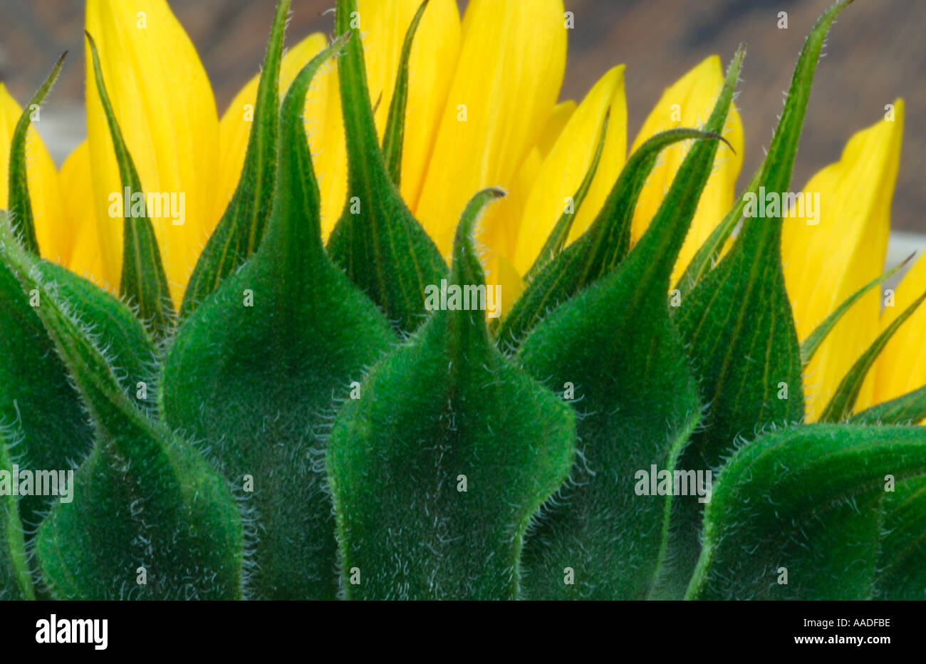 sunflower petals and sepals Stock Photo Alamy
