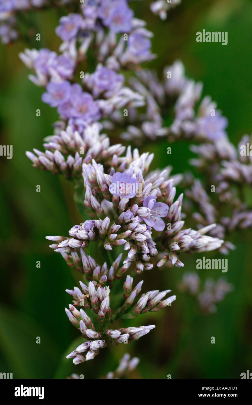 Limonium Latifolium . Close up of Sea lavender in bud and flower Stock ...