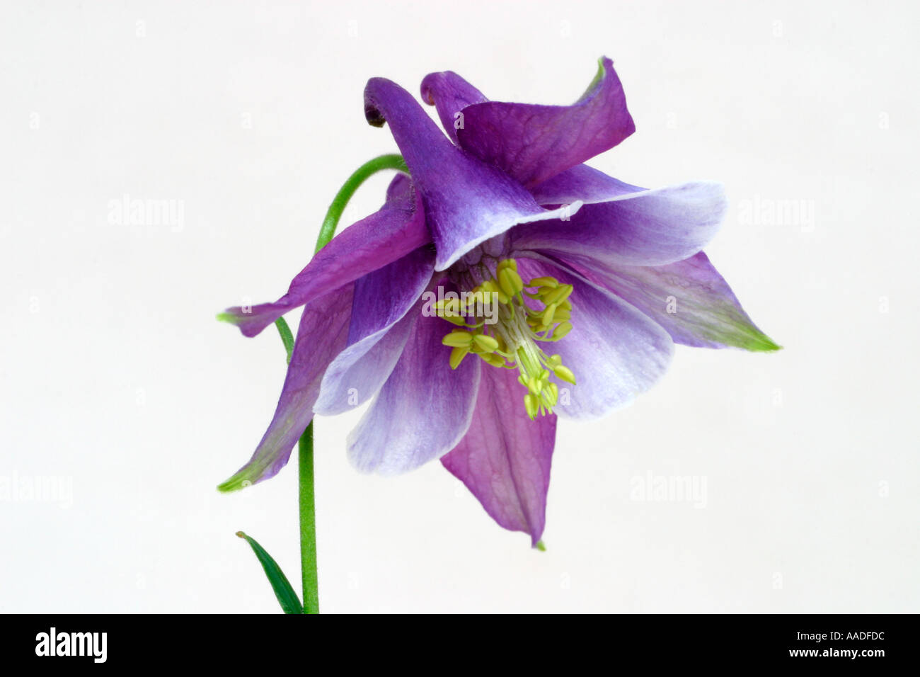 Granma's Bonnet, Columbine flower in blue and soft cream. Native wildflower to North America Stock Photo