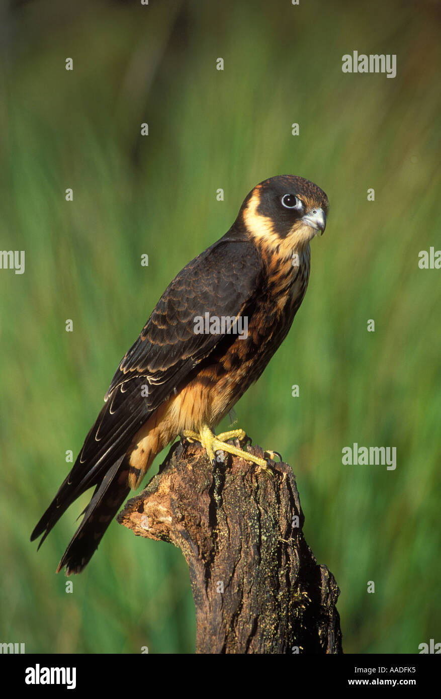 Australian Hobby Falco longipennis Photographed in Tasmania Australia Stock Photo
