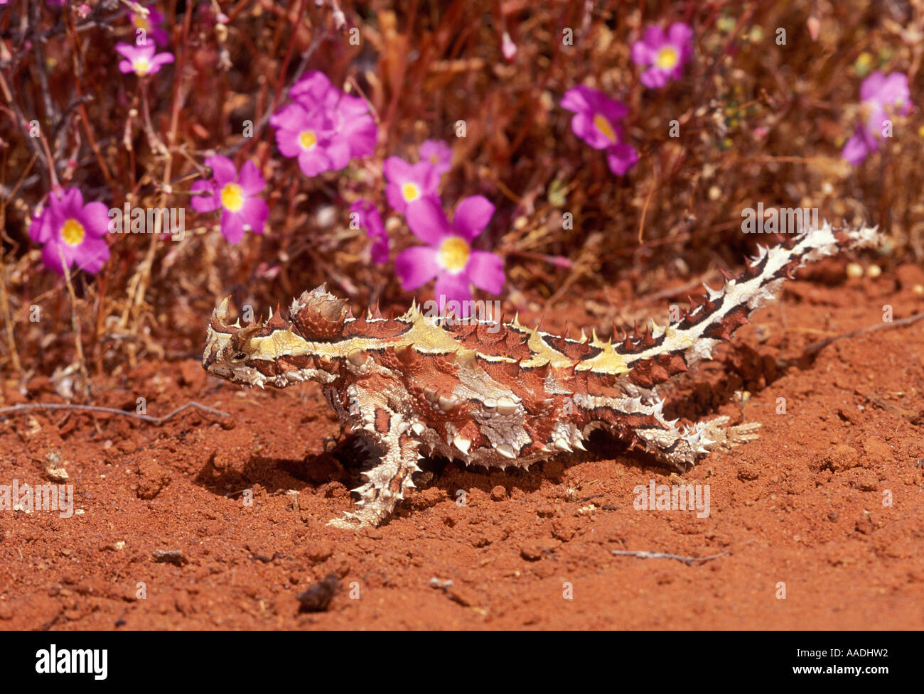 Thorny Devil Moloch horridus Photographed in Western Australia Stock Photo