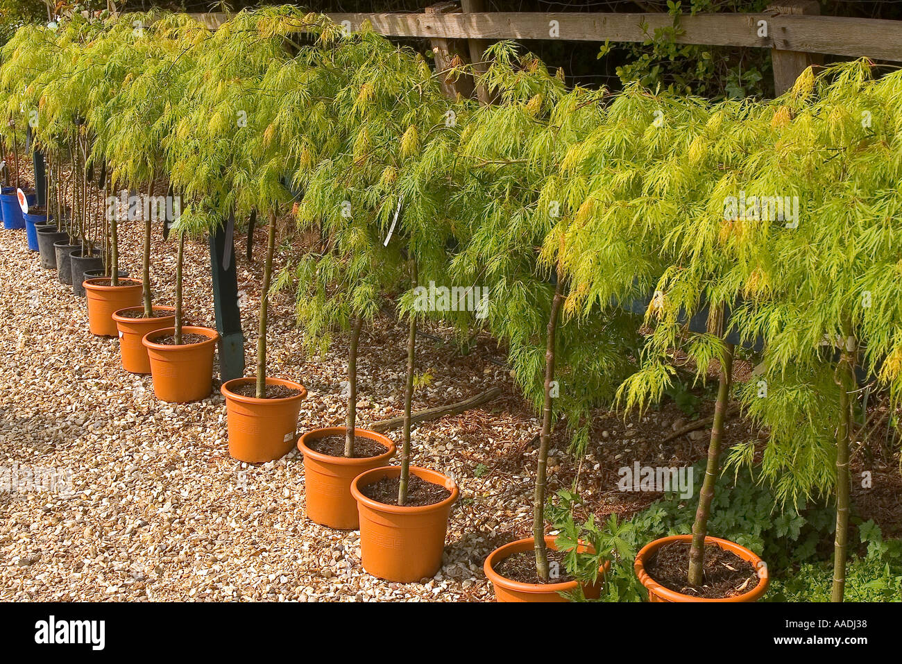 england gloucestershire the cotswolds batsford aboretum garden centre