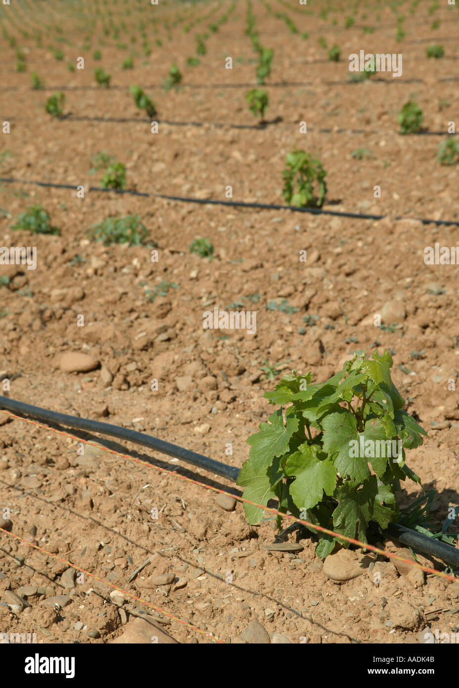 Plants vines growing fence hi-res stock photography and images - Alamy