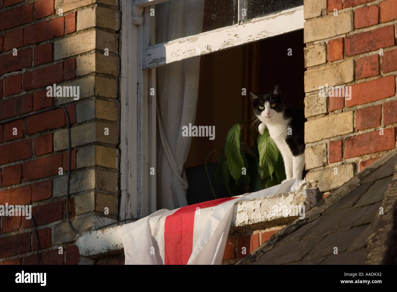 Cat looking out from window with England St flag drapped over