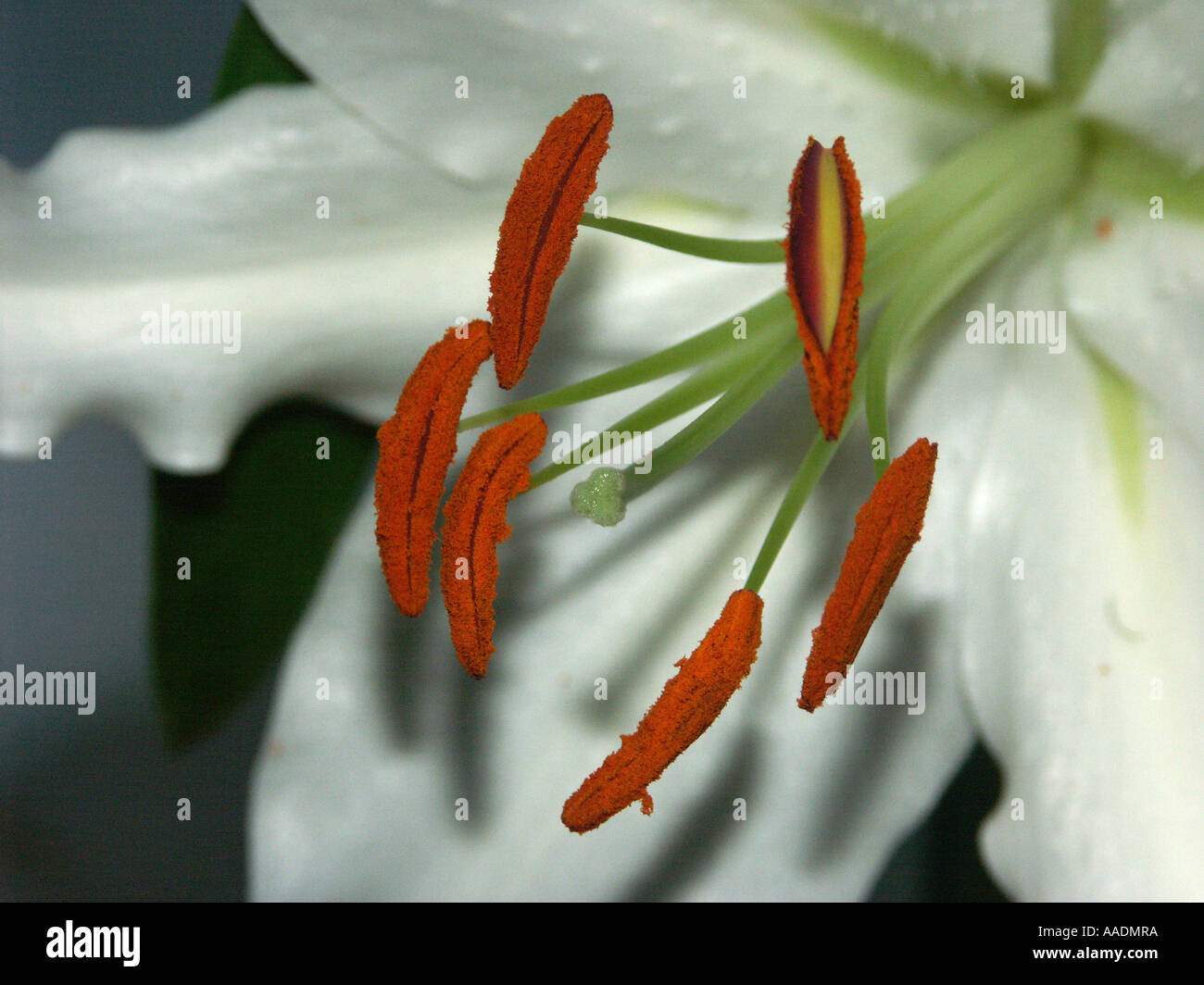 White Lily Detail Stock Photo