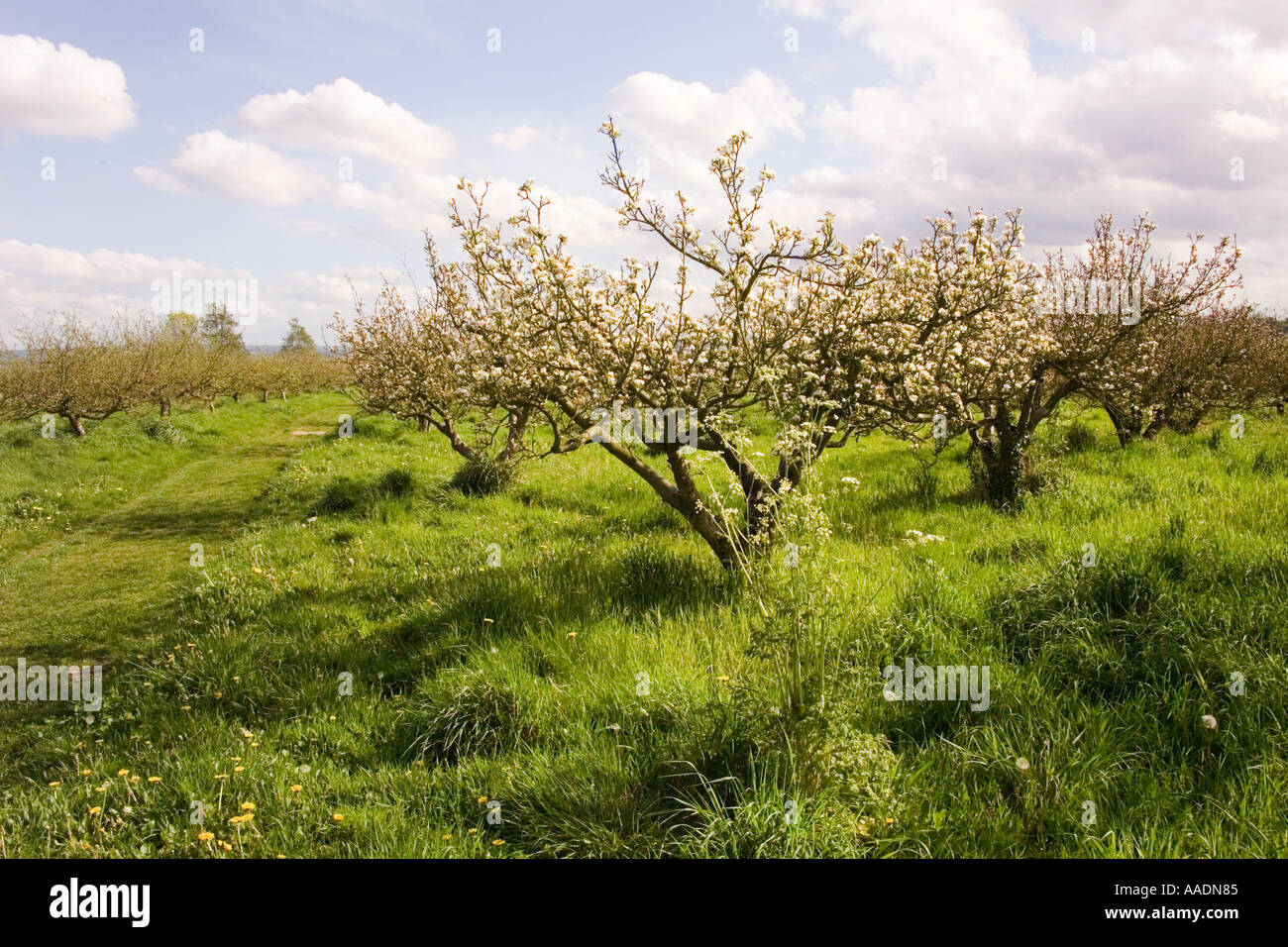 england the midlands worcestershire evesham country park evesham vale