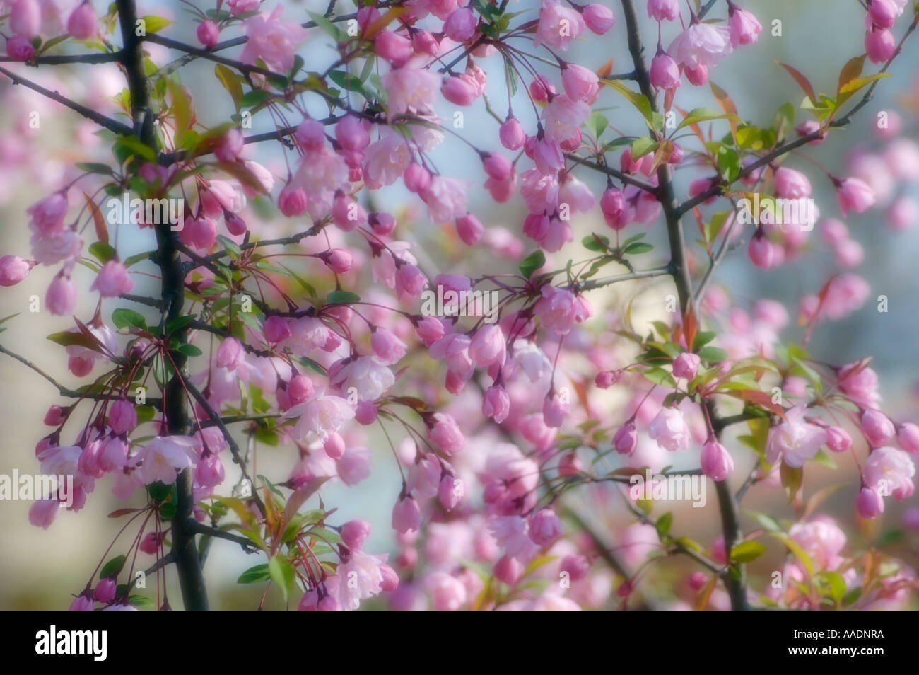Flowering Crabapple Stock Photo