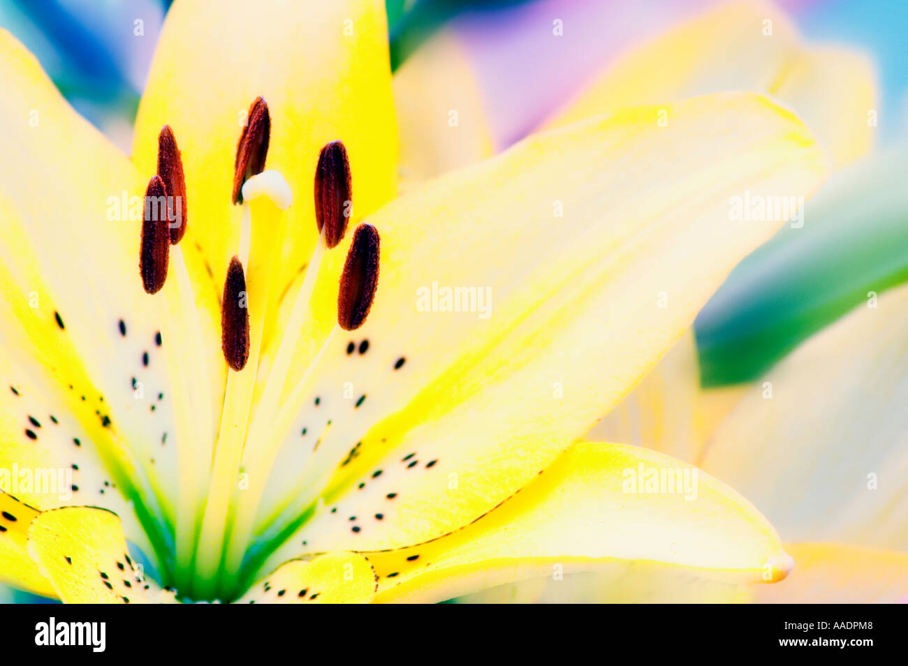 Yellow lily close-up Stock Photo