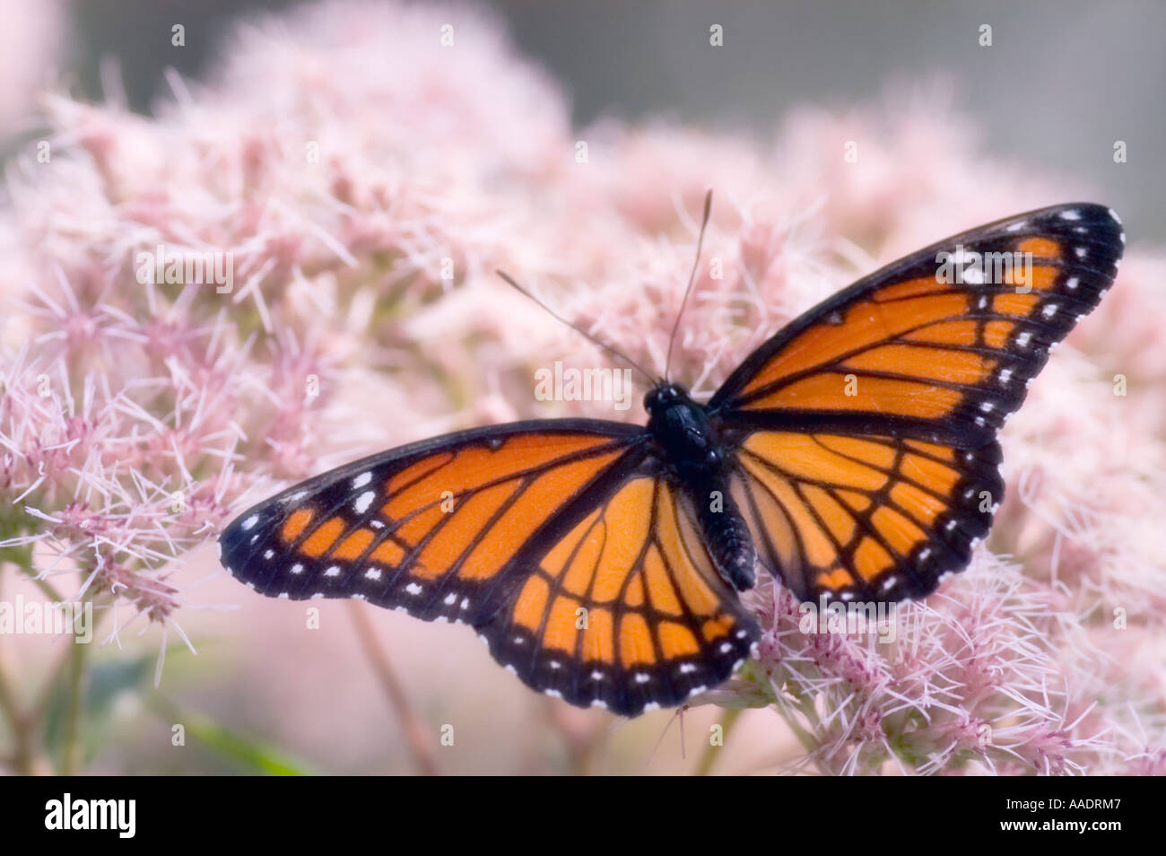 Monarch butterfly danaus plexippus milkweed hi-res stock photography ...