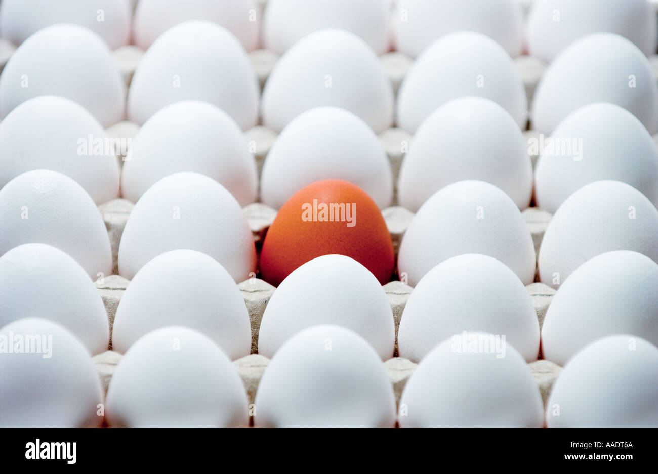 one brown egg and many white eggs Stock Photo - Alamy