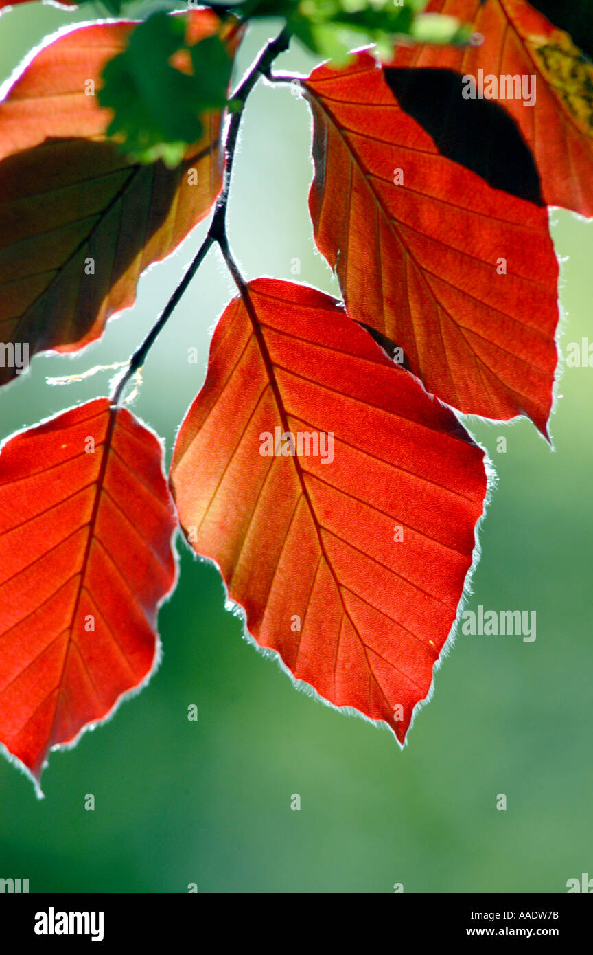 Copper beech leaves against sunlight Stock Photo Alamy