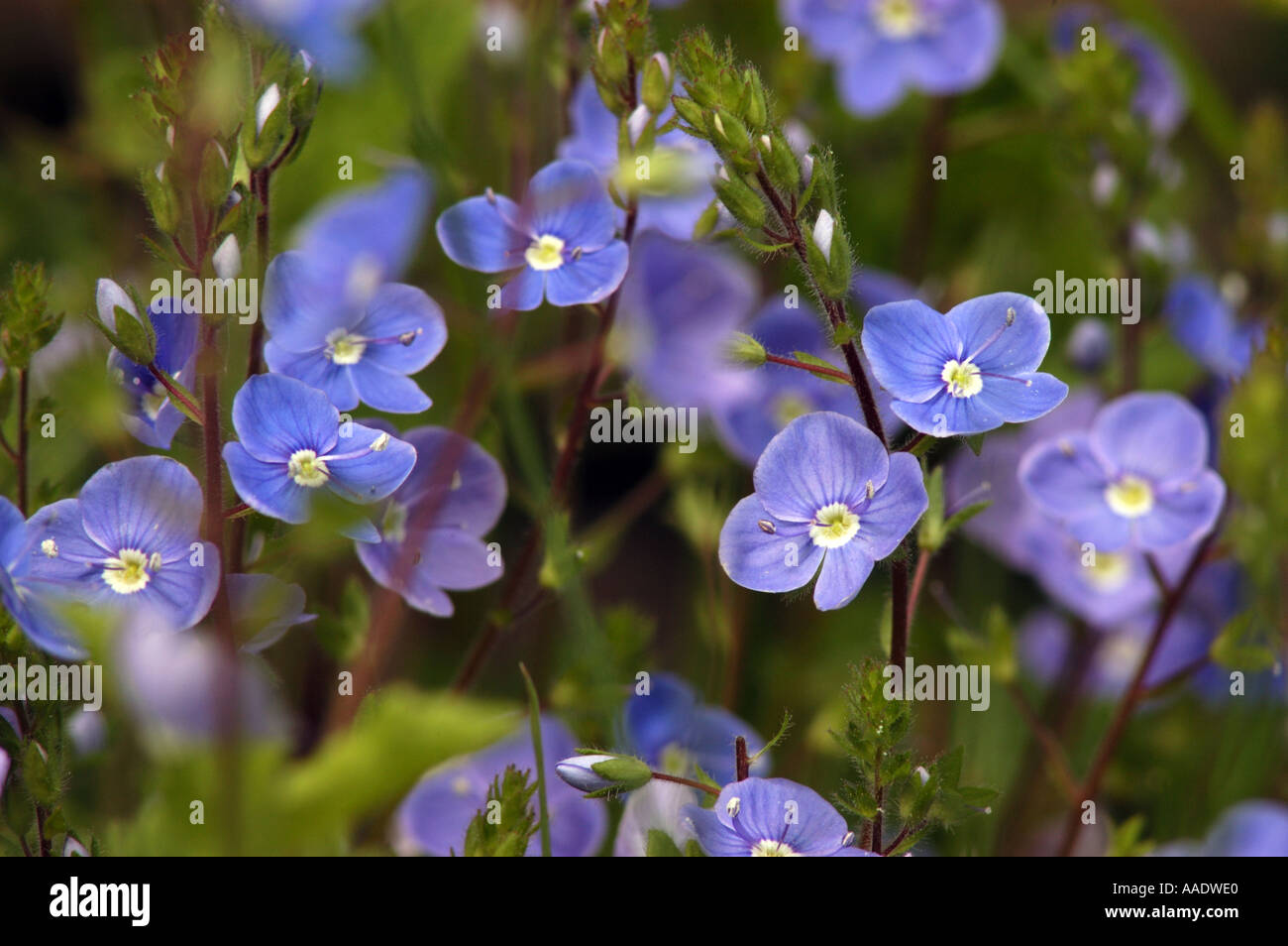 Veronica wells hi-res stock photography and images - Alamy