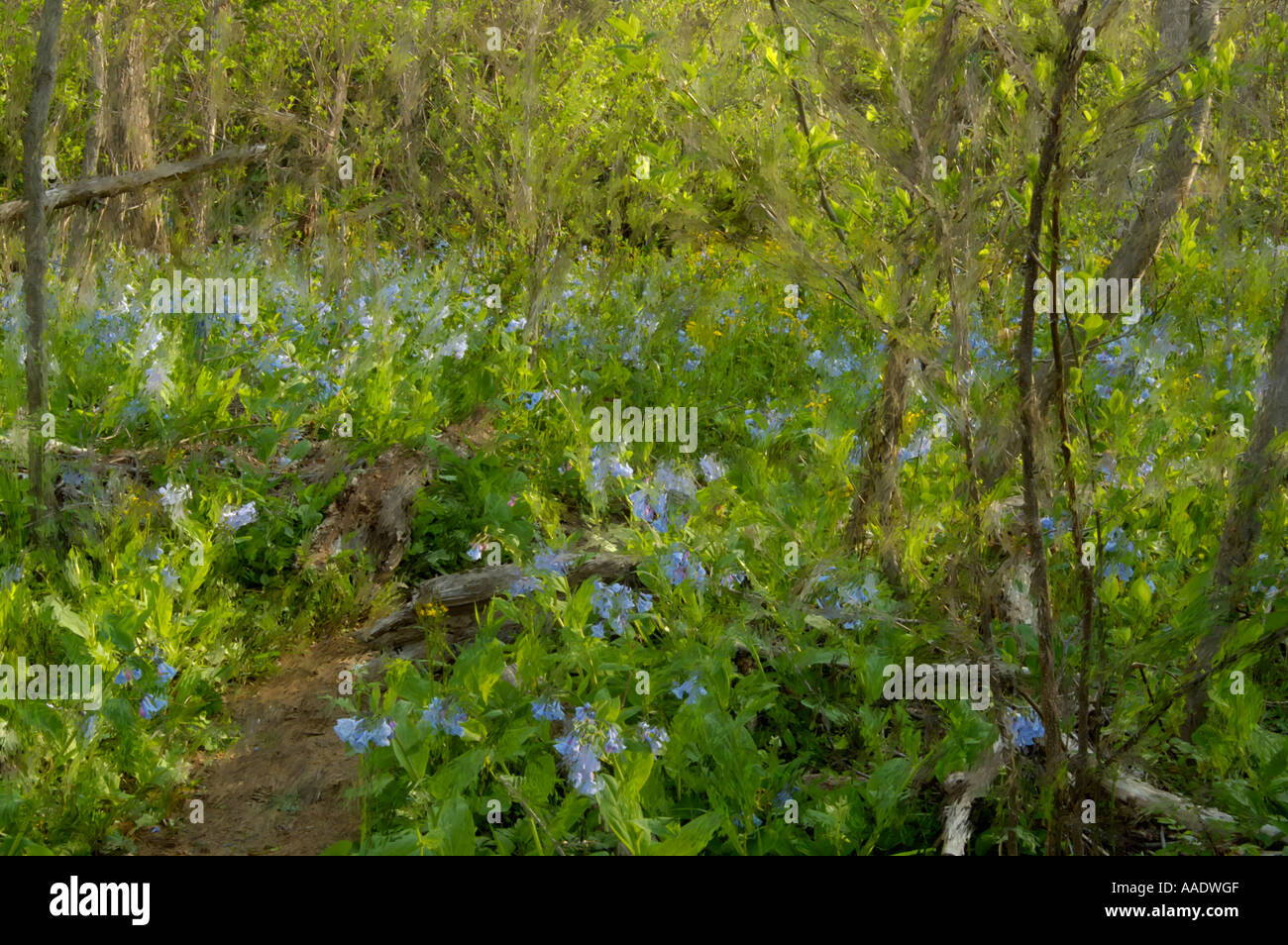 Virginia bluebells Stock Photo