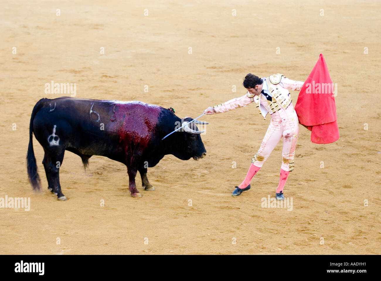 Bull fight in La Linea Spain Stock Photo Alamy