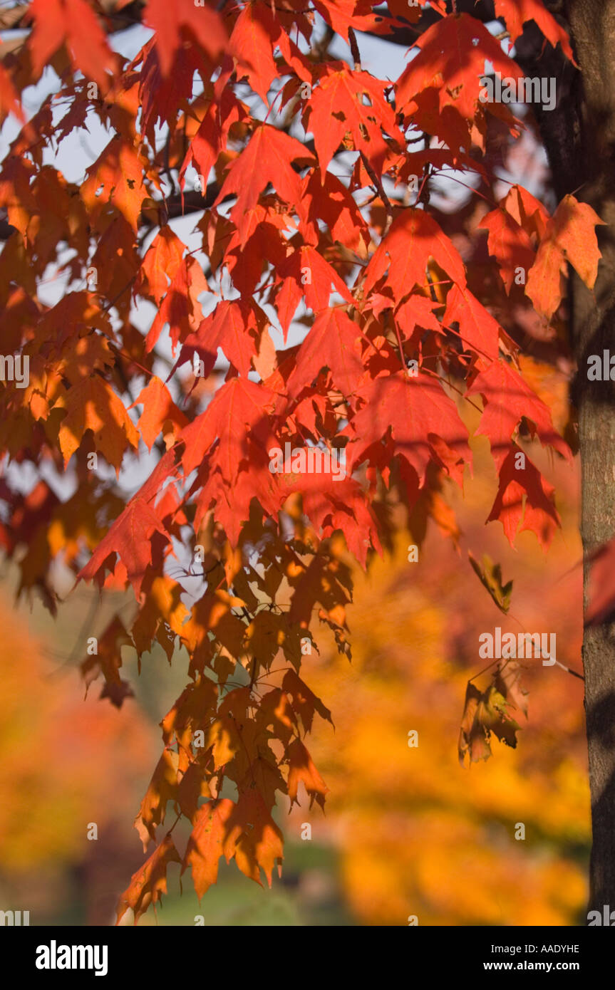 Maple tree branch Stock Photo - Alamy
