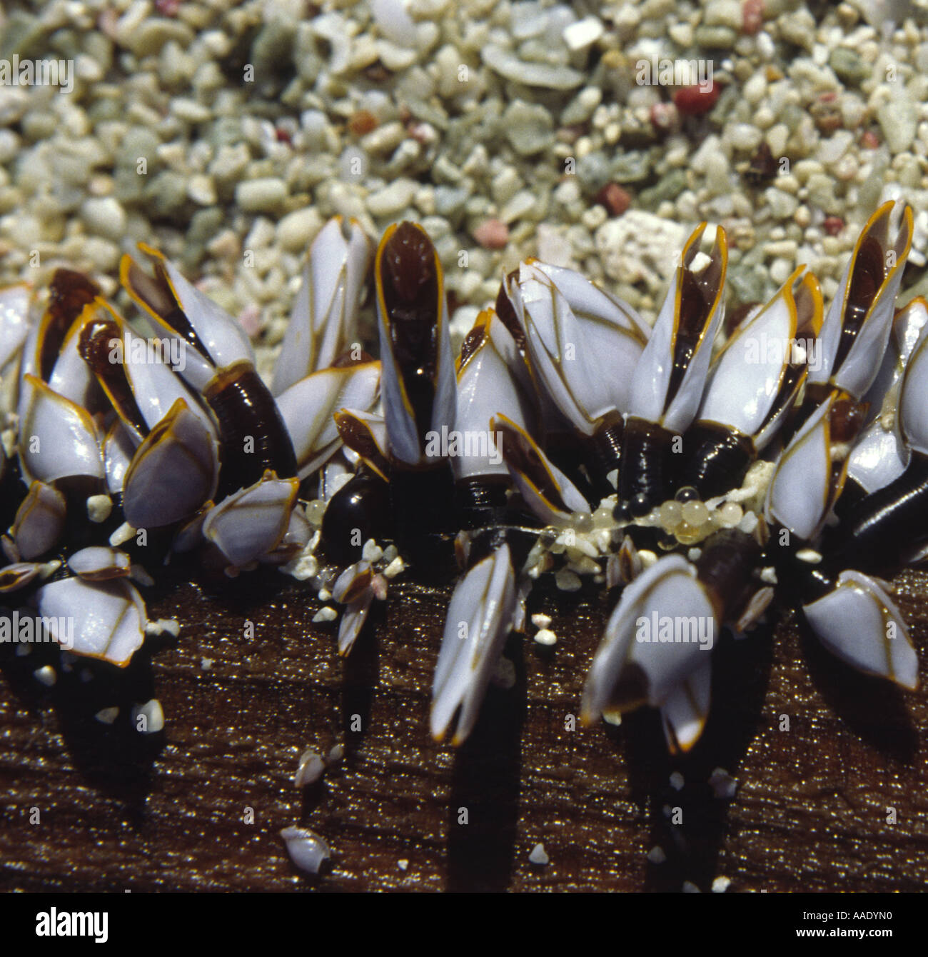 Goose barnacles (Lepas anserifera) on washed up wood, Venezuela Stock Photo