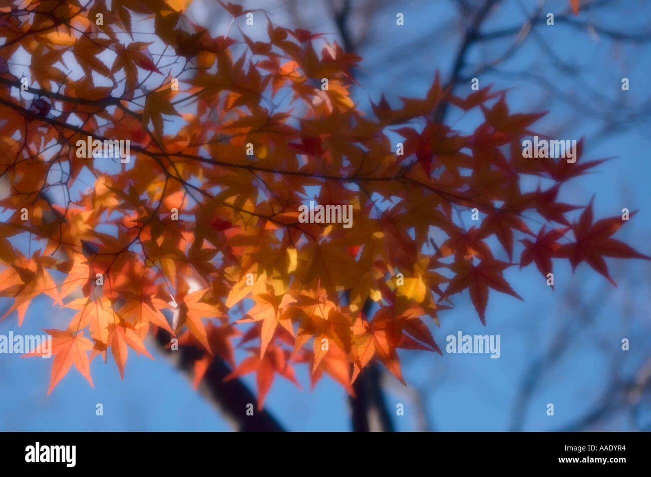 Dwarf japanese maple hi-res stock photography and images - Alamy