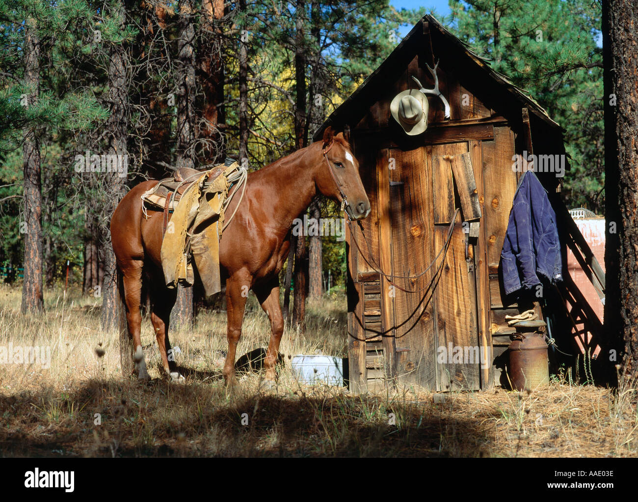 A horse patiently waits for his rider who is using a rural outhouse Stock Photo
