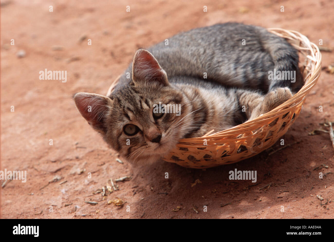A kitten curls up in a woven basket Stock Photo